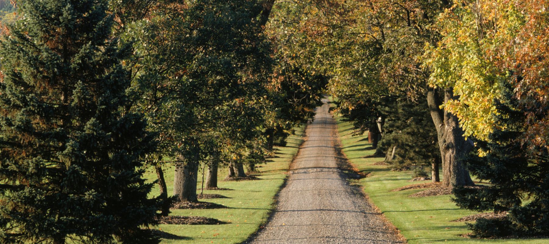 shot of a long road with trees lining the road and green grass